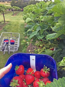 jam making picture 3